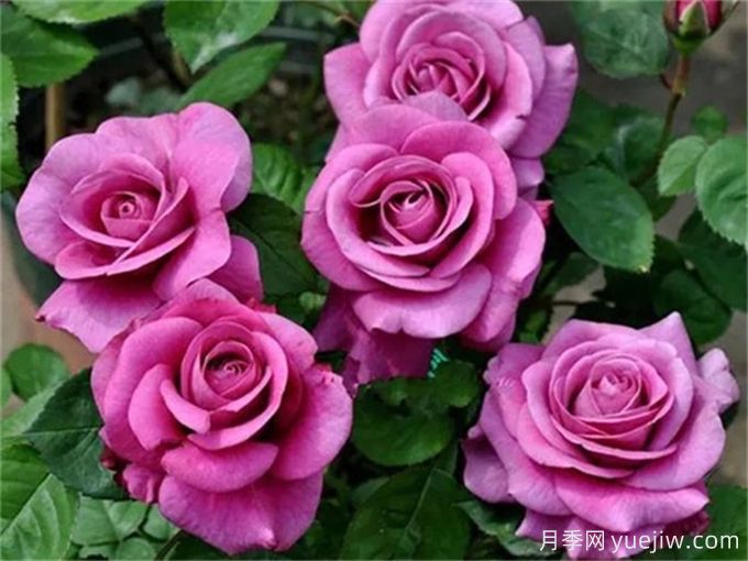 沒(méi)院子不能養月季花？小型月季照樣美爆陽(yáng)臺！(圖3)