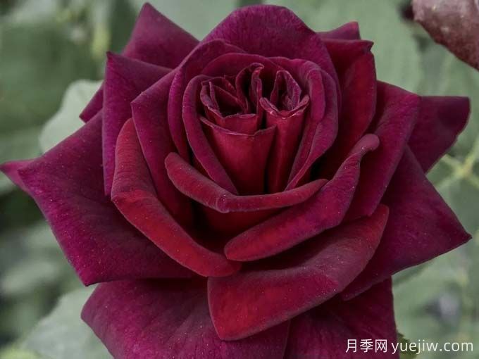 推薦10款玫昂的優(yōu)秀月季，懶人月季天花板(圖9)