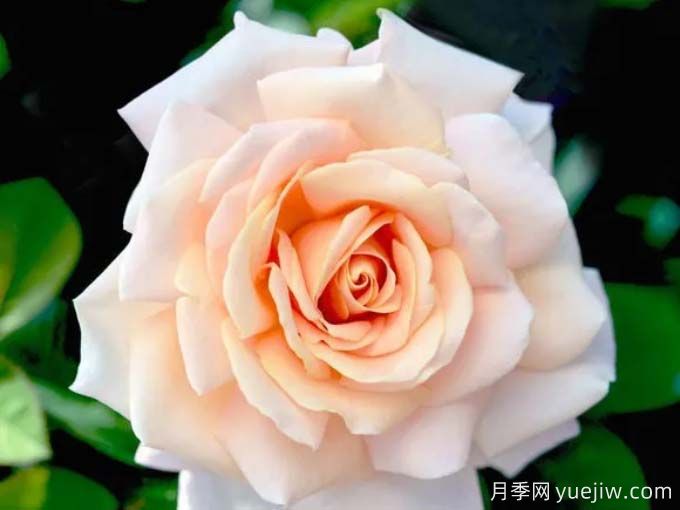 嬌蘭百樂(lè )花園月季/百花樂(lè )園月季(圖4)