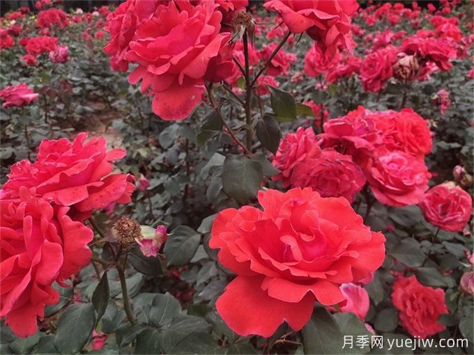 月季花的詳細介紹，月季花對人體有哪些好處呢？(圖1)