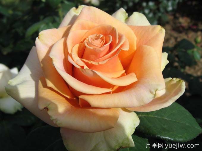 10種以人物命名的月季，每一種都能驚艷到你(圖1)