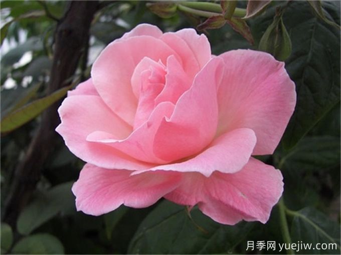 10種以人物命名的月季，每一種都能驚艷到你(圖7)