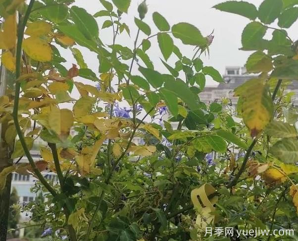月季突然出現大量黃葉怎么辦？感染了煙煤病(圖1)