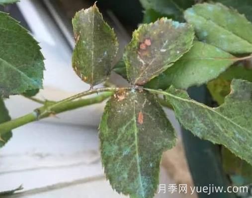 月季突然出現大量黃葉怎么辦？感染了煙煤病(圖2)