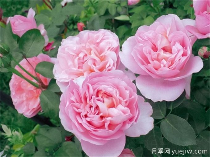 舍農索城堡的女人月季，愛(ài)上她理由很多(圖1)