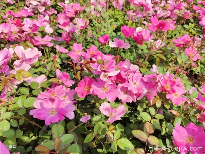 100種戶(hù)外常見(jiàn)植物大全(圖1)