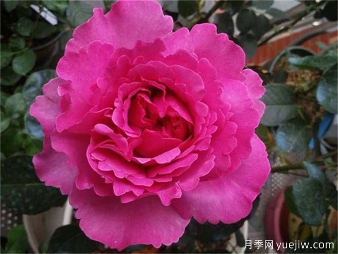 伊芙月季品種有很多，分享5種好看好養(圖1)