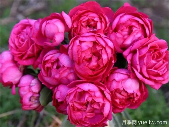 伊芙月季品種有很多，分享5種好看好養(圖2)