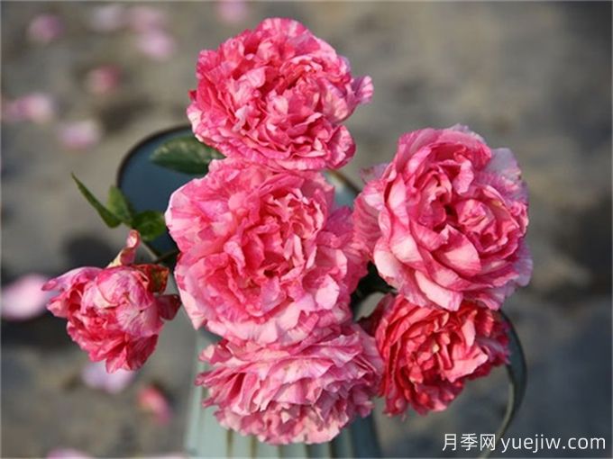 伊芙月季品種有很多，分享5種好看好養(圖3)