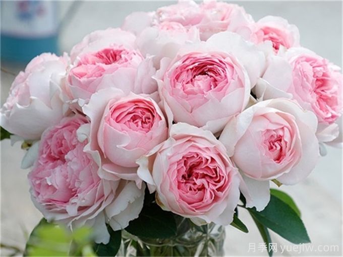 伊芙月季品種有很多，分享5種好看好養(圖4)