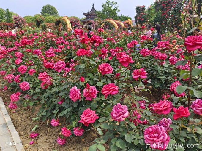 月季開(kāi)花了還要追肥嗎？花蕾期該用什么肥？(圖1)