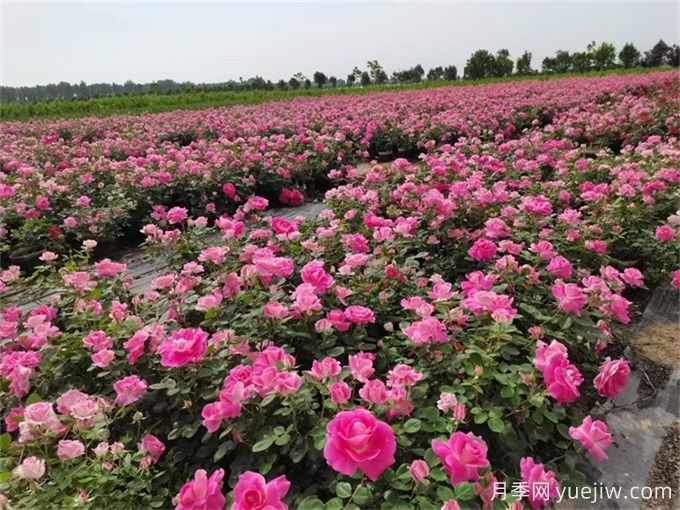 月季開(kāi)花了還要追肥嗎？花蕾期該用什么肥？(圖2)