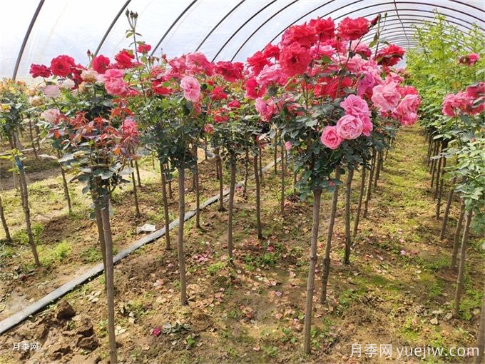 把月季養死，那是這8個(gè)坑一定踩過(guò)！(圖3)