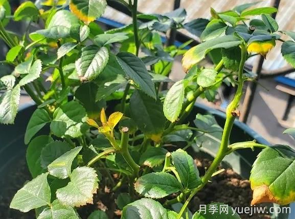 月季水害與肥害區分？常見(jiàn)月季黃葉原因(圖1)