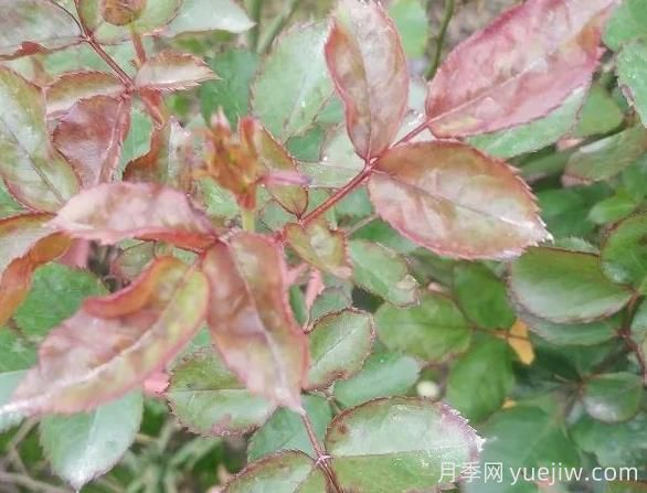 月季水害與肥害區分？常見(jiàn)月季黃葉原因(圖2)