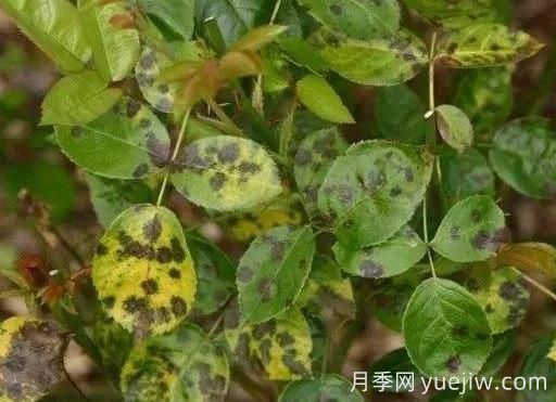 月季水害與肥害區分？常見(jiàn)月季黃葉原因(圖3)