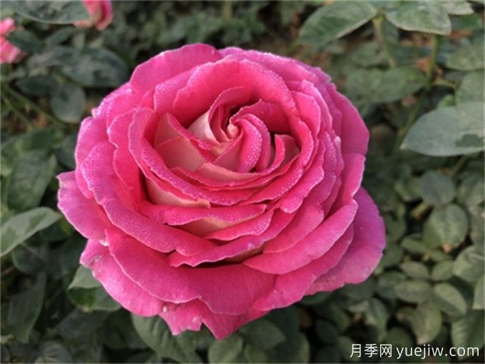 描寫(xiě)月季花的好句好段，作文用得上(圖1)