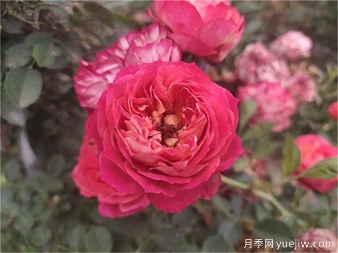 九種常見(jiàn)易養活爬藤月季(圖6)