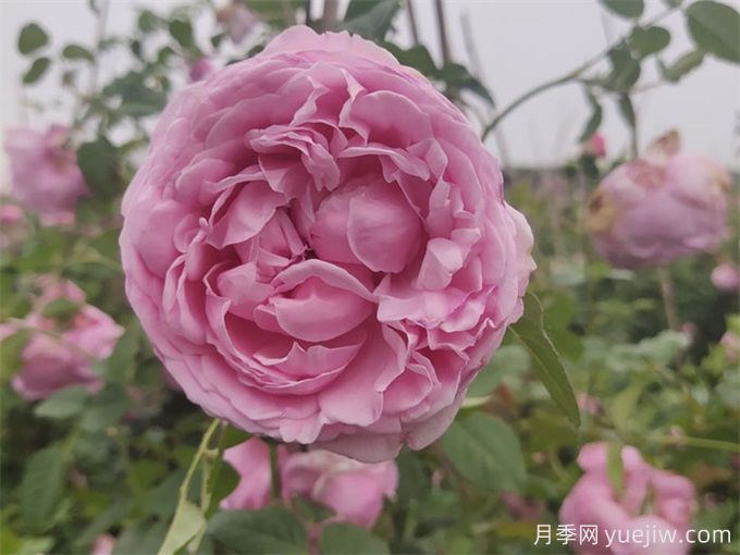 推薦10個(gè)優(yōu)秀粉色系藤本月季品種(圖2)