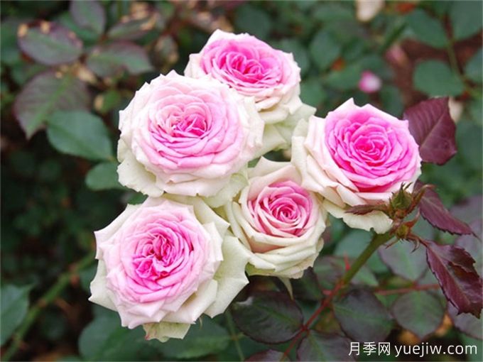 推薦10個(gè)優(yōu)秀粉色系藤本月季品種(圖3)