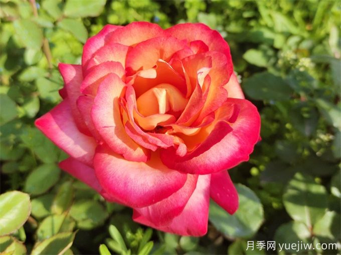 88個(gè)花卉基本知識點(diǎn)，必須收藏(圖1)