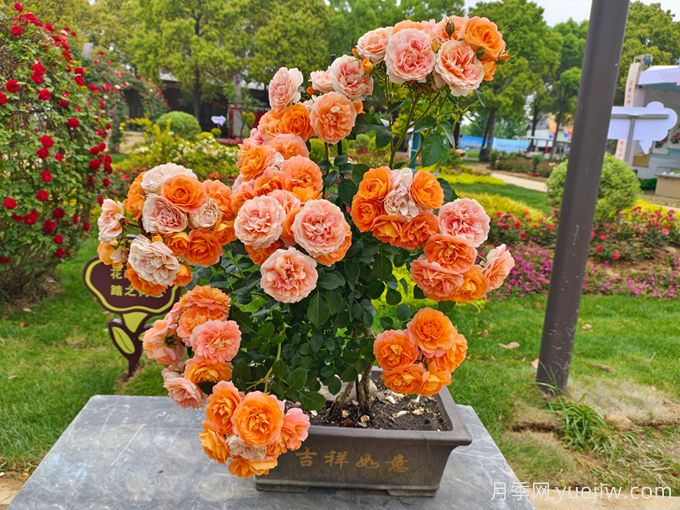 88個(gè)花卉基本知識點(diǎn)，必須收藏(圖2)