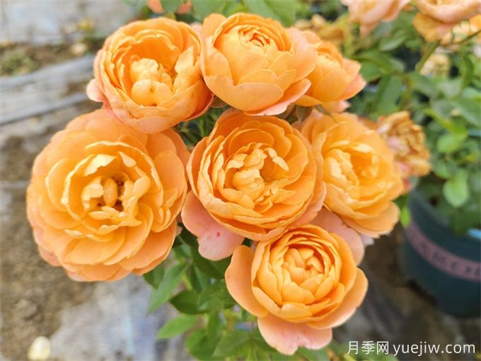 哪些月季花開(kāi)花時(shí)間長(cháng)？這5款月季品種花期超長(cháng)(圖1)