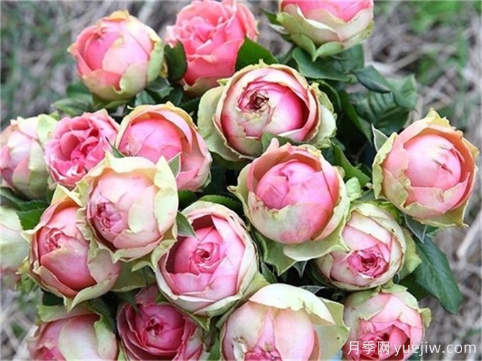 哪些月季花開(kāi)花時(shí)間長(cháng)？這5款月季品種花期超長(cháng)(圖4)