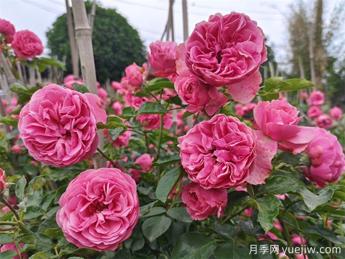 哪些月季花開(kāi)花時(shí)間長(cháng)？這5款月季品種花期超長(cháng)(圖5)