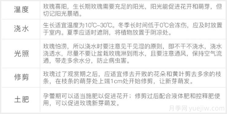 月季花怎么養？盆栽月季的養殖方法和注意事項！(圖2)