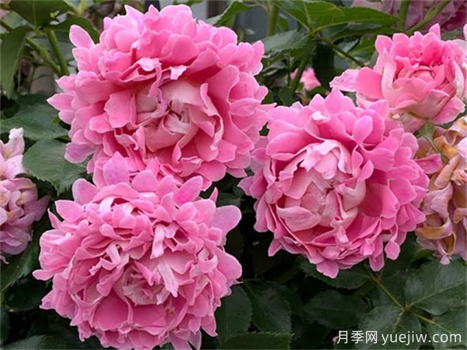 夢(mèng)幻褶邊月季，獨特花型，香氣四溢(圖2)