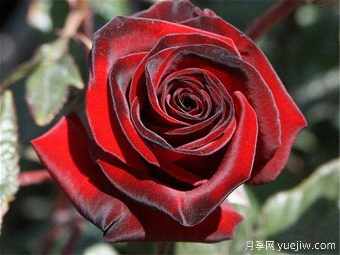 花店必備80種玫瑰花，開(kāi)始認識多色切花月季(圖1)