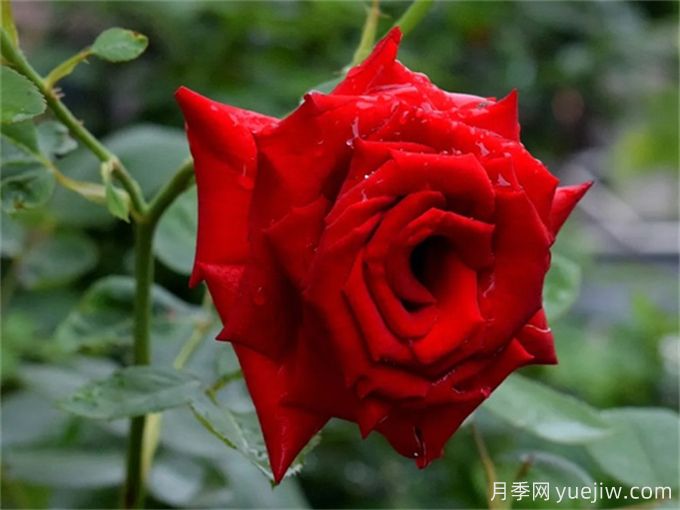 花店必備80種玫瑰花，開(kāi)始認識多色切花月季(圖2)
