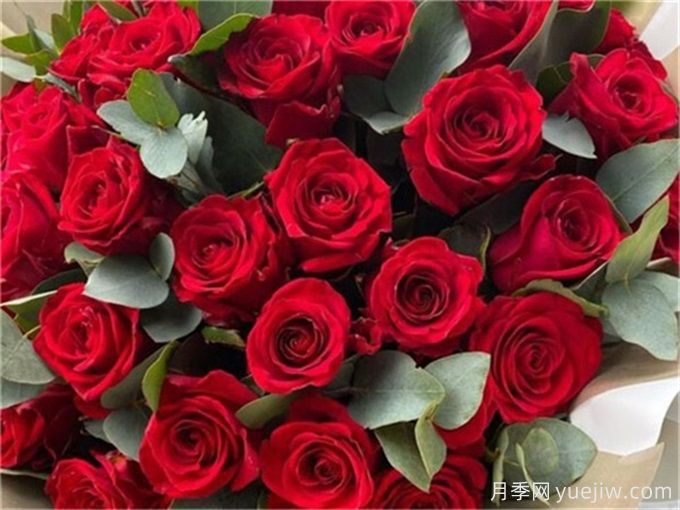 花店必備80種玫瑰花，開(kāi)始認識多色切花月季(圖3)