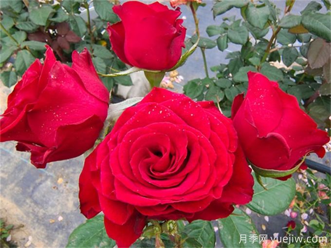 花店必備80種玫瑰花，開(kāi)始認識多色切花月季(圖4)