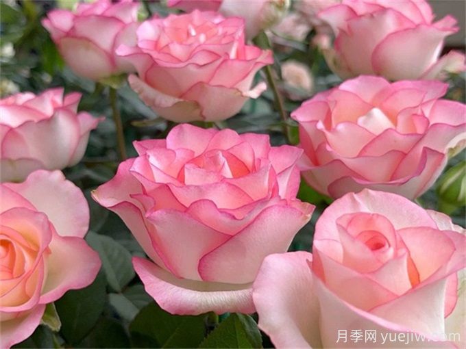 花店必備80種玫瑰花，開(kāi)始認識多色切花月季(圖6)