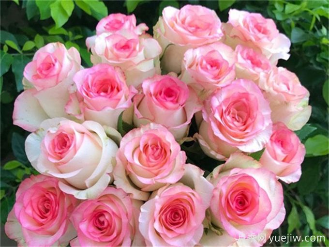 花店必備80種玫瑰花，開(kāi)始認識多色切花月季(圖7)