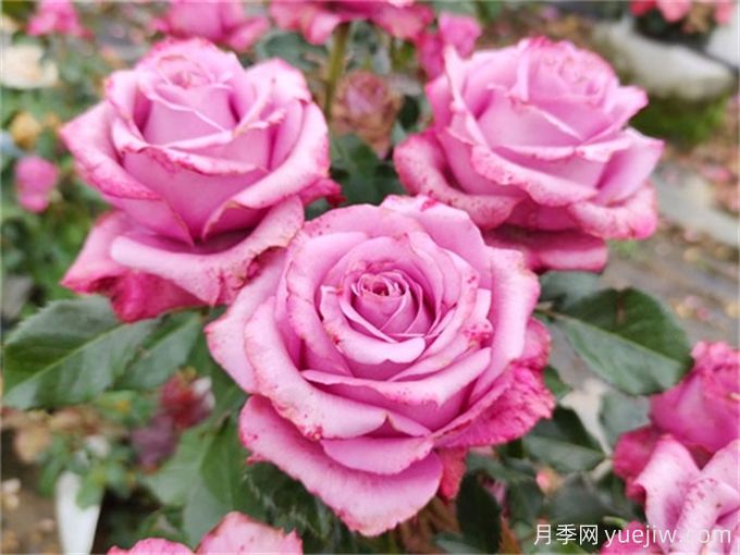 花店必備80種玫瑰花，開(kāi)始認識多色切花月季(圖8)