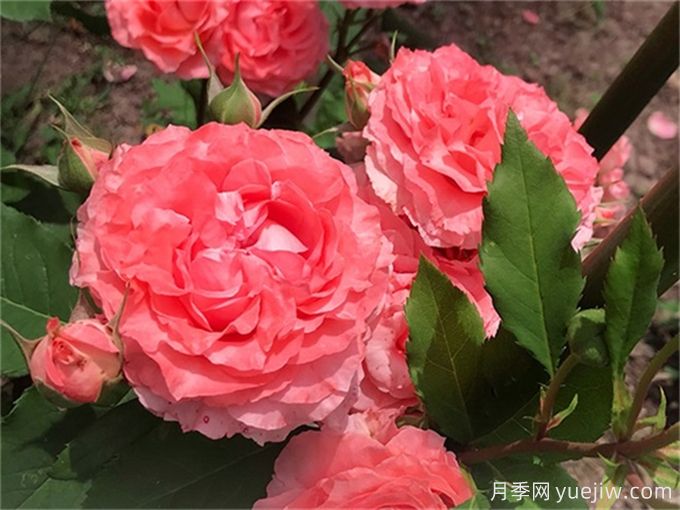 花店必備80種玫瑰花，開(kāi)始認識多色切花月季(圖9)