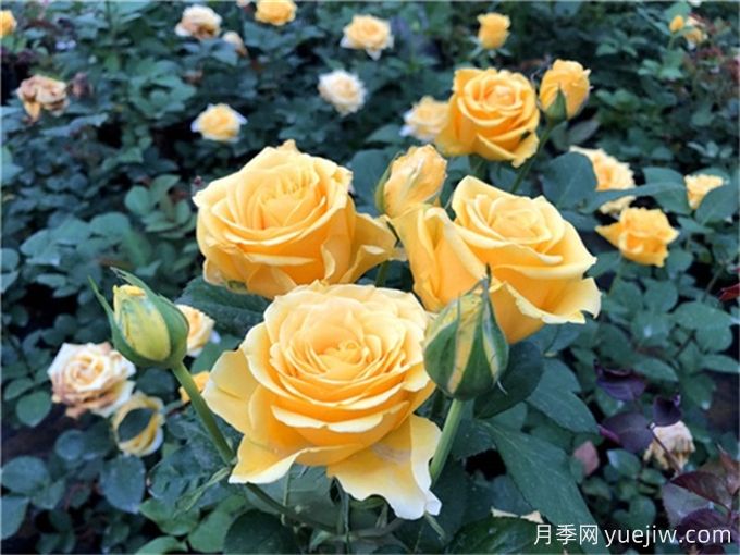 花店必備80種玫瑰花，開(kāi)始認識多色切花月季(圖12)
