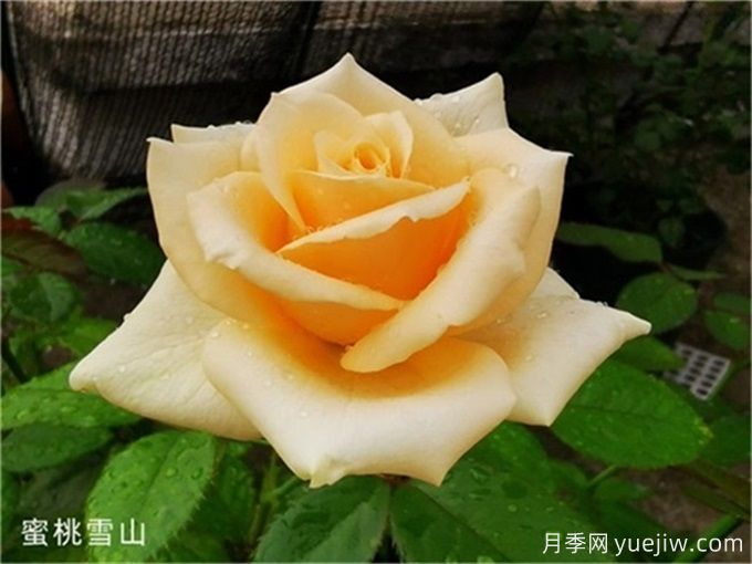 花店必備80種玫瑰花，開(kāi)始認識多色切花月季(圖13)