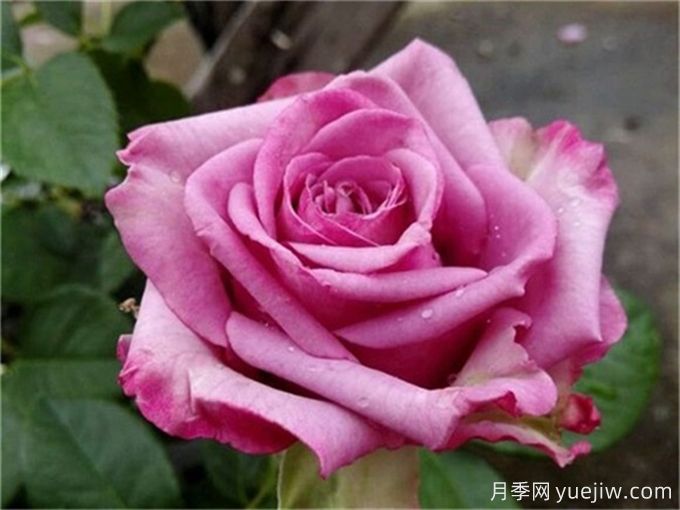 花店必備80種玫瑰花，開(kāi)始認識多色切花月季(圖17)