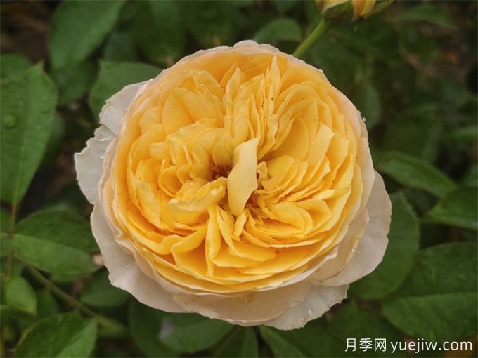 花店必備80種玫瑰花，開(kāi)始認識多色切花月季(圖14)