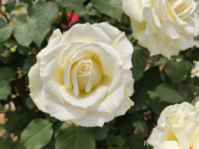 花店必備80種玫瑰花，開(kāi)始認識多色切花月季(圖19)