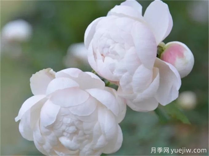花店必備80種玫瑰花，開(kāi)始認識多色切花月季(圖18)