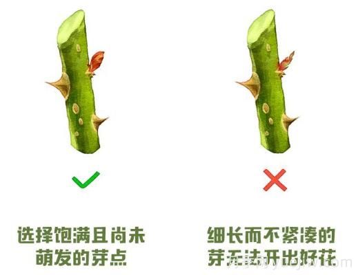 月季冬剪？修剪時(shí)間和重剪辦法(圖2)