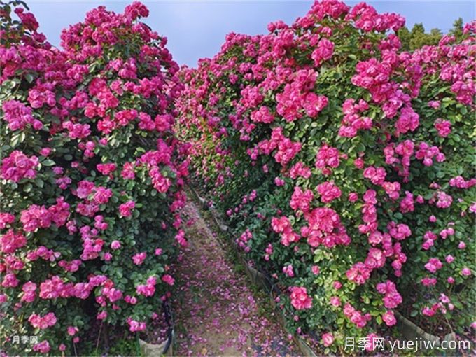 爬藤月季種植指南，讓你的花園美到爆(圖1)