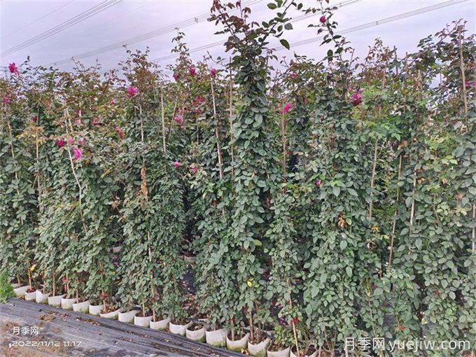 爬藤月季種植指南，讓你的花園美到爆(圖2)