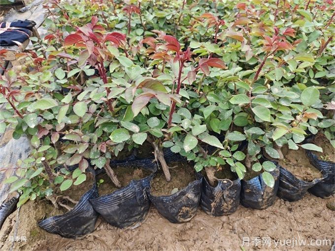 怎么正確給月季花澆水？月季澆水要避免四種情況(圖2)
