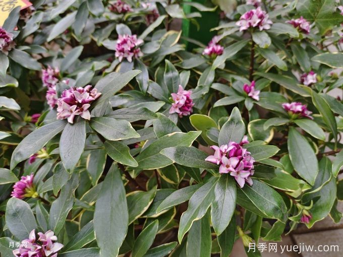 盤(pán)點(diǎn)10個(gè)具有濃烈花香的植物，芳香四季(圖2)